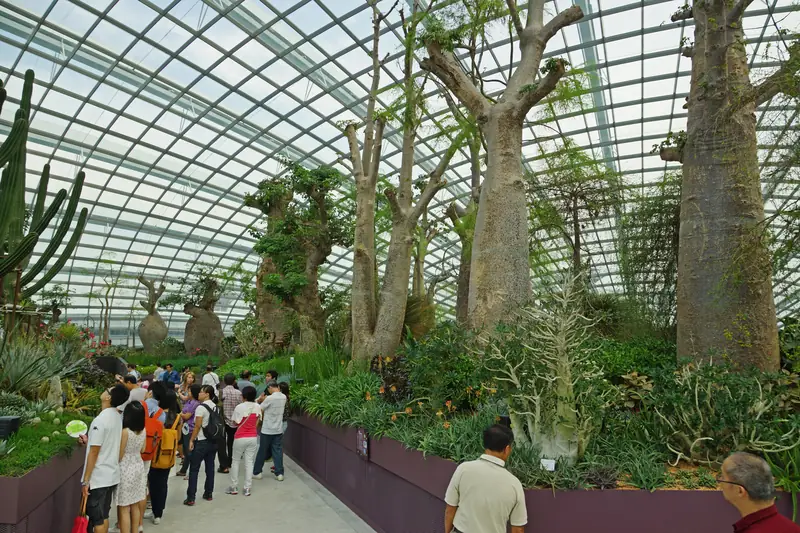 Baobaby a rostliny suchého klimatu pod skleněnou střechou Flower Dome
