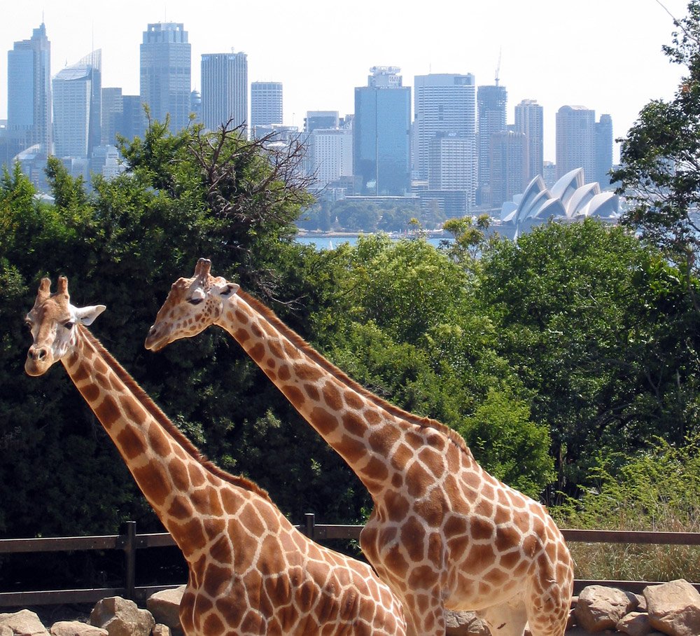 タロンガ動物園のキリンと港の風景