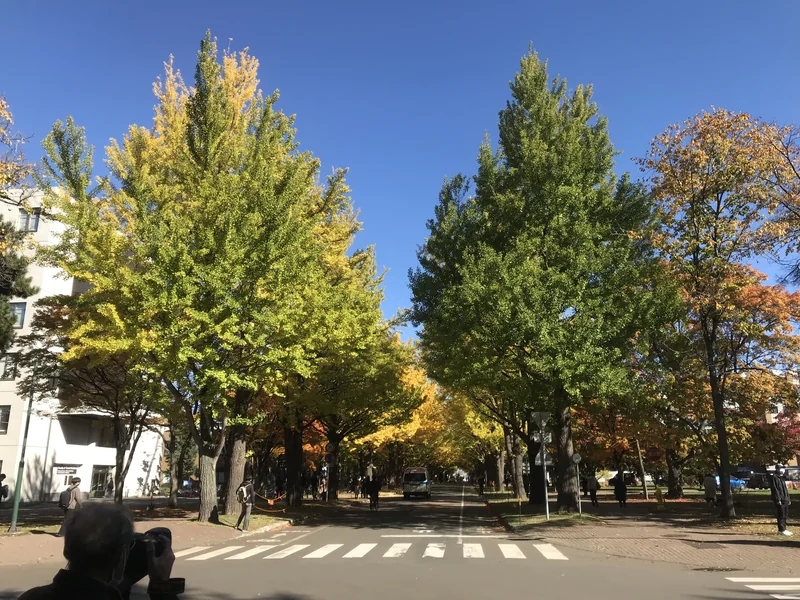Green and yellow leaves on the ginkgo-lined avenue at Hokkaido University