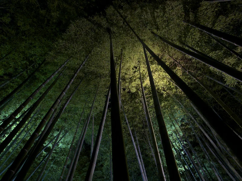 The bamboo grove at Kodai-ji, lit up